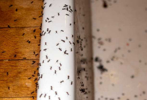 Best Pest Prevention Services  in Catasauqua, PA